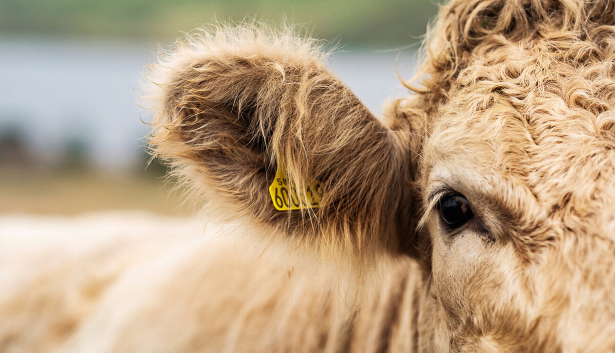 Muirhead Journal Cow Traceability Eartag